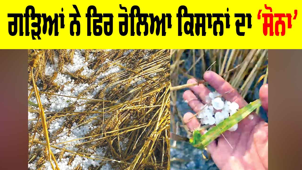 Punjab Weather: ਗੜਿਆਂ ਨੇ ਫਿਰ ਰੋਲਿਆ ਕਿਸਾਨਾਂ ਦਾ ‘ਸੋਨਾ’