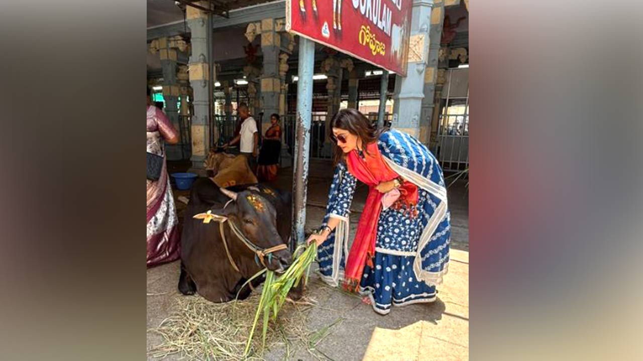 Bollywood News: ਸ਼ਮਿਤਾ ਸ਼ੈੱਟੀ ਤਿਰੂਪਤੀ ਵਿੱਚ ਗਊਸੇਵਾ ਕਰਦੀ ਨਜ਼ਰ ਆਈ, ਭੈਣ ਸ਼ਿਲਪਾ ਨੇ ਕੀਤੀ ਪ੍ਰਸ਼ੰਸਾ 