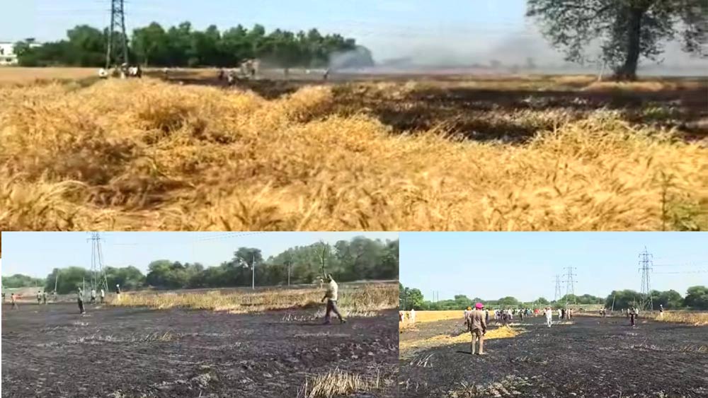 Sunam Wheat Fire: ਸੁਨਾਮ 'ਚ ਅੱਗ ਲੱਗਣ ਕਾਰਨ ਕਈ ਏਕੜ ਕਣਕ ਸੁਆਹ