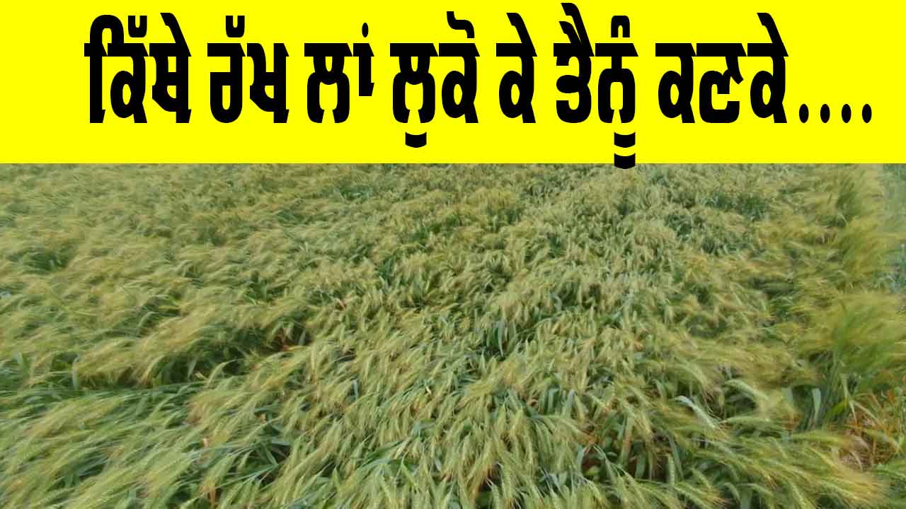 Wheat Crop: ਕਿੱਥੇ ਰੱਖ ਲਾਂ ਲੁਕੋ ਕੇ ਤੈਨੂੰ ਕਣਕੇ....