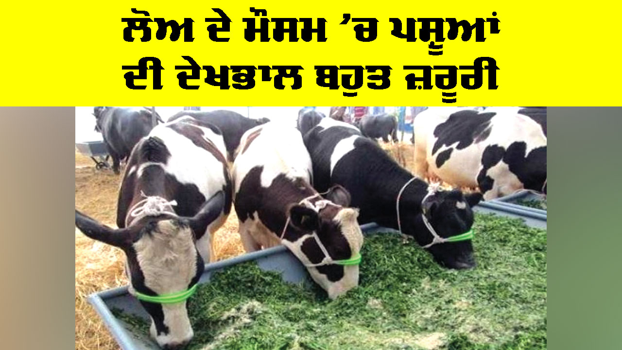 Animal Health: ਲੋਅ ਦੇ ਮੌਸਮ ’ਚ ਪਸ਼ੂਆਂ ਦੀ ਦੇਖਭਾਲ ਬਹੁਤ ਜ਼ਰੂਰੀ