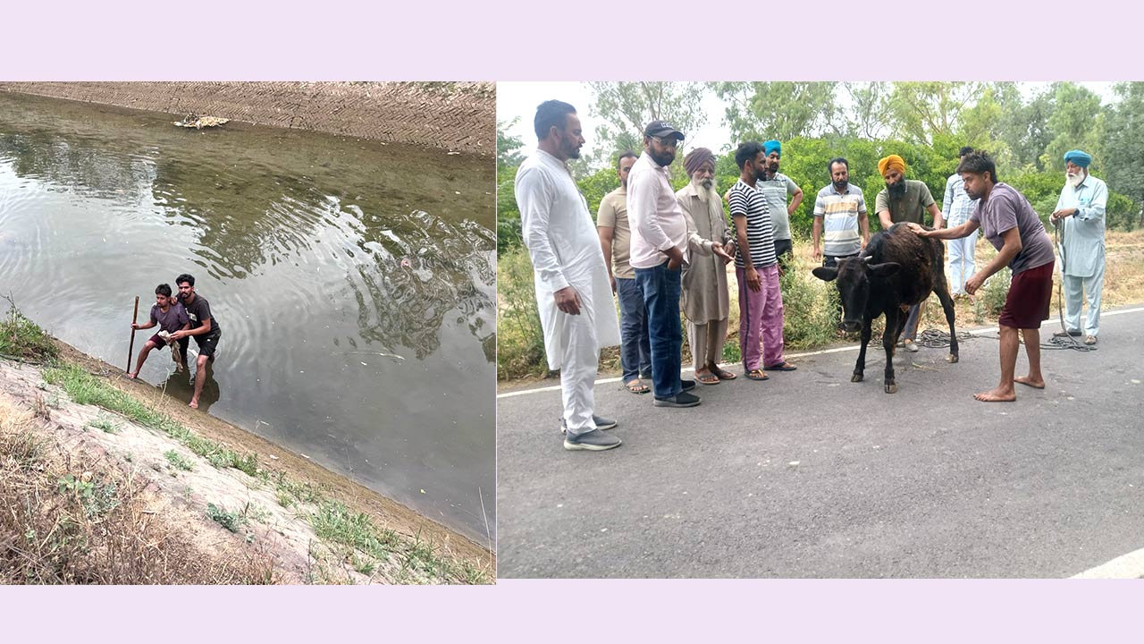 Animal Welfare: ਨਹਿਰ ’ਚ ਡਿੱਗੇ ਵੱਛੇ ਨੂੰ ਡੇਰਾ ਸ਼ਰਧਾਲੂਆਂ ਨੇ ਸੁਰੱਖਿਅਤ ਬਾਹਰ ਕੱਢਿਆ