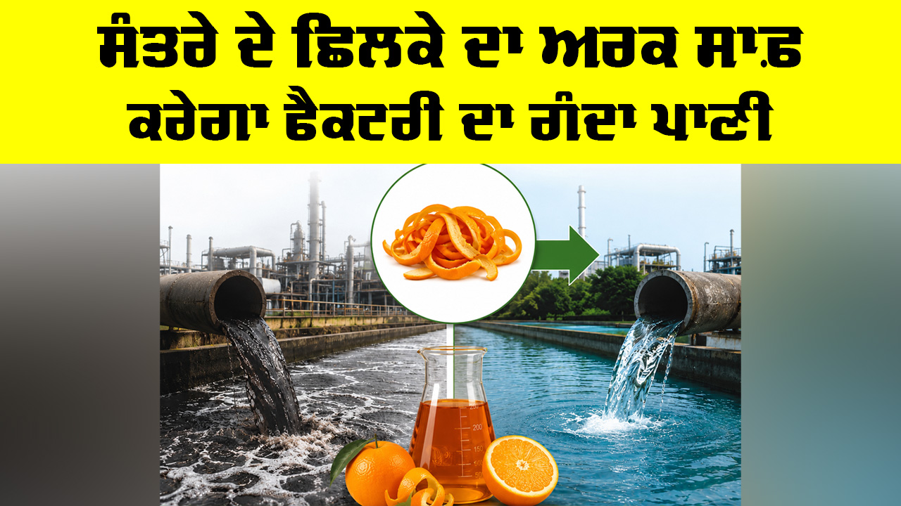 IIT BHU Research: ਸੰਤਰੇ ਦੇ ਛਿਲਕੇ ਦਾ ਅਰਕ ਸਾਫ਼ ਕਰੇਗਾ ਫੈਕਟਰੀ ਦਾ ਗੰਦਾ ਪਾਣੀ