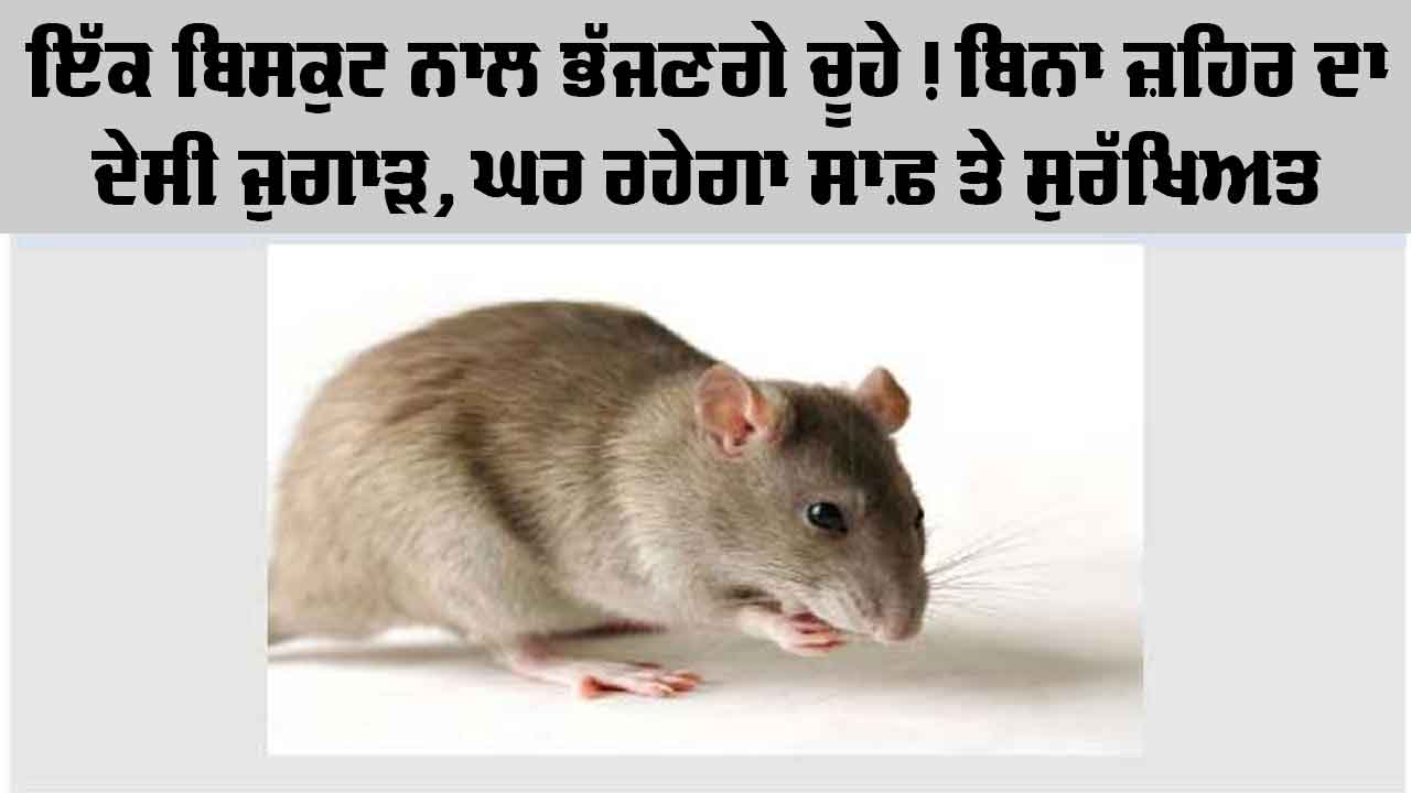 How To Remove Rats Without killing: ਘਰ 'ਚ ਚੂਹਿਆਂ ਤੋਂ ਹੋ ਪ੍ਰੇਸ਼ਾਨ ਤਾਂ ਘਬਰਾਓ ਨਾ, ਅਪਣਾਓ ਇਹ ਤਰੀਕਾ, ਬਿਨਾ ਨੁਕਸਾਨ ਪਹੁੰਚਾਏ ਘਰਾਂ ਤੋਂ ਕਰੋ ਦੂਰ