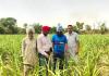 Punjab Farming News: ਮਾਹਿਰਾਂ ਦੀ ਟੀਮ ਨੇ ਵੱਖ-ਵੱਖ ਪਿੰਡਾਂ 'ਚ ਗੰਨੇ ਦੀ ਫ਼ਸਲ ਦੇ ਖੇਤਾਂ ਦਾ ਦੌਰਾ, ਰਿਪੋਰਟ 'ਚ ਸਾਹਮਣੇ ਆਈ ਇਹ ਗੱਲ