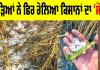 Punjab Weather: ਗੜਿਆਂ ਨੇ ਫਿਰ ਰੋਲਿਆ ਕਿਸਾਨਾਂ ਦਾ ‘ਸੋਨਾ’