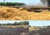Sunam Wheat Fire: ਸੁਨਾਮ 'ਚ ਅੱਗ ਲੱਗਣ ਕਾਰਨ ਕਈ ਏਕੜ ਕਣਕ ਸਵਾਹ