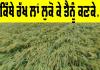 Wheat Crop: ਕਿੱਥੇ ਰੱਖ ਲਾਂ ਲੁਕੋ ਕੇ ਤੈਨੂੰ ਕਣਕੇ....