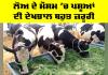 Animal Health: ਲੋਅ ਦੇ ਮੌਸਮ ’ਚ ਪਸ਼ੂਆਂ ਦੀ ਦੇਖਭਾਲ ਬਹੁਤ ਜ਼ਰੂਰੀ