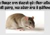 How To Remove Rats Without killing: ਘਰ 'ਚ ਚੂਹਿਆਂ ਤੋਂ ਹੋ ਪ੍ਰੇਸ਼ਾਨ ਤਾਂ ਘਬਰਾਓ ਨਾ, ਅਪਣਾਓ ਇਹ ਤਰੀਕਾ, ਬਿਨਾ ਨੁਕਸਾਨ ਪਹੁੰਚਾਏ ਘਰਾਂ ਤੋਂ ਕਰੋ ਦੂਰ