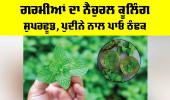 Mint Benefits: ਗਰਮੀਆਂ ਦਾ ਨੈਚੁਰਲ ਕੂਲਿੰਗ ਸੁਪਰਫੂਡ, ਪੁਦੀਨੇ ਨਾਲ ਪਾਓ ਠੰਢਕ