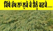 Wheat Crop: ਕਿੱਥੇ ਰੱਖ ਲਾਂ ਲੁਕੋ ਕੇ ਤੈਨੂੰ ਕਣਕੇ....