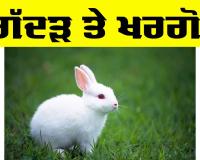 Rabbit : ਗਿੱਦੜ ਤੇ ਖਰਗੋਸ਼ (ਬਾਲ ਕਹਾਣੀ)