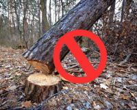 Save Tree: ਅੰਨ੍ਹੇਵਾਹ ਰੁੱਖ ਵੱਢਣ ’ਤੇ ਲੱਗੇ ਰੋਕ