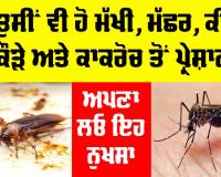 Mosquitoes and Cockroaches: ਕੀ ਤੁਸੀਂ ਵੀ ਹੋ ਮੱਖੀ, ਮੱਛਰ, ਕੀੜੇ, ਮਕੌੜੇ ਅਤੇ ਕਾਕਰੋਚ ਤੋਂ ਪ੍ਰੇਸ਼ਾਨ, ਤਾਂ ਅਪਣਾ ਲਓ ਇਨ੍ਹਾਂ ਨੂੰ ਭਜਾਉਣ ਦਾ ਇਹ ਨੁਕਤਾ