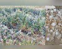 Unseasonal Rain Punjab: ਤੇਜ਼ ਹਵਾਵਾਂ ਤੇ ਗੜੇਮਾਰੀ ਨੇ ਵਿਛਾਈ ਪੱਕੀ ਪਕਾਈ ਕਣਕ, ਕਿਸਾਨਾਂ ਦੇ ਸਾਹ ਸੂਤੇ