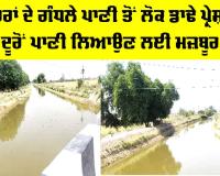 Canal Water Pollution: ਨਹਿਰਾਂ ਦੇ ਗੰਧਲੇ ਪਾਣੀ ਤੋਂ ਲੋਕ ਡਾਢੇ ਪ੍ਰੇਸ਼ਾਨ, ਦੂਰੋਂ ਪਾਣੀ ਲਿਆਉਣ ਲਈ ਮਜ਼ਬੂਰ