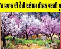 Ladakh Cherry Blossom: ਲੱਦਾਖ ’ਚ ਜਪਾਨ ਦੀ ਚੈਰੀ ਬਲੌਸਮ ਸੀਜ਼ਨ ਵਰਗੀ ਖੂਬਸੂਰਤੀ