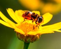 Low Oxygen Research: ਘੱਟ ਆਕਸੀਜਨ ਵਿੱਚ ਛੁਪਿਆ ਹੈ 'ਨਵੀਂ ਜ਼ਿੰਦਗੀ' ਦਾ ਰਾਜ਼, ਰਿਸਰਚ ਨੇ ਖੋਲ੍ਹਿਆ ਵੱਡਾ ਰਾਜ਼