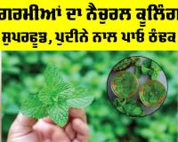 Mint Benefits: ਗਰਮੀਆਂ ਦਾ ਨੈਚੁਰਲ ਕੂਲਿੰਗ ਸੁਪਰਫੂਡ, ਪੁਦੀਨੇ ਨਾਲ ਪਾਓ ਠੰਢਕ