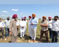 Punjab Farmers News: ਮੈਂਬਰ ਪਾਰਲੀਮੈਂਟ ਔਜਲਾ ਤੇ ਸੱਚਰ ਨੇ ਗੜੇਮਾਰੀ ਨਾਲ ਨੁਕਸਾਨਈਆਂ ਫਸਲਾਂ ਦਾ ਕੀਤਾ ਮੁਆਇਨਾ 