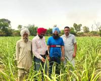 Punjab Farming News: ਮਾਹਿਰਾਂ ਦੀ ਟੀਮ ਨੇ ਵੱਖ-ਵੱਖ ਪਿੰਡਾਂ 'ਚ ਗੰਨੇ ਦੀ ਫ਼ਸਲ ਦੇ ਖੇਤਾਂ ਦਾ ਦੌਰਾ, ਰਿਪੋਰਟ 'ਚ ਸਾਹਮਣੇ ਆਈ ਇਹ ਗੱਲ