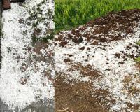 Punjab Hailstorm News: ਪੰਜਾਬ ਦੇ ਕਈ ਪਿੰਡਾਂ ’ਚ ਗੜ੍ਹੇਮਾਰੀ ਨੇ ਮਚਾਈ ਤਬਾਹੀ, ਫਸਲਾਂ ਹੋਈਆਂ ਤਬਾਹ