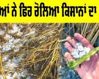 Punjab Weather: ਗੜਿਆਂ ਨੇ ਫਿਰ ਰੋਲਿਆ ਕਿਸਾਨਾਂ ਦਾ ‘ਸੋਨਾ’