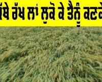 Wheat Crop: ਕਿੱਥੇ ਰੱਖ ਲਾਂ ਲੁਕੋ ਕੇ ਤੈਨੂੰ ਕਣਕੇ....