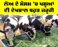 Animal Health: ਲੋਅ ਦੇ ਮੌਸਮ ’ਚ ਪਸ਼ੂਆਂ ਦੀ ਦੇਖਭਾਲ ਬਹੁਤ ਜ਼ਰੂਰੀ