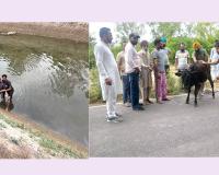 Animal Welfare: ਨਹਿਰ ’ਚ ਡਿੱਗੇ ਵੱਛੇ ਨੂੰ ਡੇਰਾ ਸ਼ਰਧਾਲੂਆਂ ਨੇ ਸੁਰੱਖਿਅਤ ਬਾਹਰ ਕੱਢਿਆ