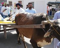 Punjab Election: ਮਹਿੰਗਾਈ ਖਿਲਾਫ਼ ਅਨੋਖਾ ਰੋਸ ਪ੍ਰਦਰਸ਼ਨ, ਬਲਦ ਗੱਡੀ ’ਤੇ ਵੋਟ ਪਾਉਣ ਪਹੁੰਚੇ ਰਾਜਾ ਵੜਿੰਗ