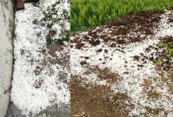 Punjab Hailstorm News: ਪੰਜਾਬ ਦੇ ਕਈ ਪਿੰਡਾਂ ’ਚ ਗੜ੍ਹੇਮਾਰੀ ਨੇ ਮਚਾਈ ਤਬਾਹੀ, ਫਸਲਾਂ ਹੋਈਆਂ ਤਬਾਹ