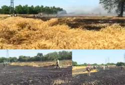 Sunam Wheat Fire: ਸੁਨਾਮ 'ਚ ਅੱਗ ਲੱਗਣ ਕਾਰਨ ਕਈ ਏਕੜ ਕਣਕ ਸੁਆਹ