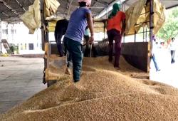 Wheat Procurement Punjab : ਖੰਨਾ ਮੰਡੀ ’ਚ ਕਣਕ ਦੀ ਆਮਦ ਸ਼ੁਰੂ, ਨਹੀਂ ਲੱਗੀ ਬੋਲੀ