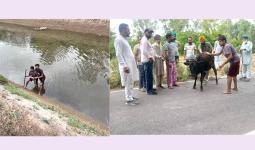 Animal Welfare: ਨਹਿਰ ’ਚ ਡਿੱਗੇ ਵੱਛੇ ਨੂੰ ਡੇਰਾ ਸ਼ਰਧਾਲੂਆਂ ਨੇ ਸੁਰੱਖਿਅਤ ਬਾਹਰ ਕੱਢਿਆ