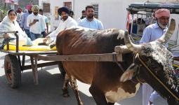 Punjab Election: ਮਹਿੰਗਾਈ ਖਿਲਾਫ਼ ਅਨੋਖਾ ਰੋਸ ਪ੍ਰਦਰਸ਼ਨ, ਬਲਦ ਗੱਡੀ ’ਤੇ ਵੋਟ ਪਾਉਣ ਪਹੁੰਚੇ ਰਾਜਾ ਵੜਿੰਗ