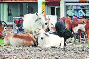 ਬਿਲਾਸਪੁਰ ‘ਚ ਬੁੱਚੜਖਾਨੇ ਦਾ ਪਰਦਾਫਾਸ਼