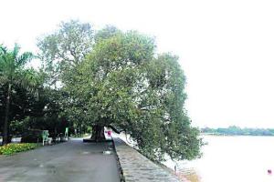 ਸੁਖਨਾ ਝੀਲ ਦੇ ਪੁਰਾਤਨ ਪਿੱਪਲ ਦੀ ਆਤਮਕਥਾ