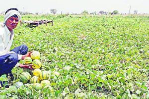 ਖਰਬੂਜ਼ੇ ਦੀਆਂ ਬਿਮਾਰੀਆਂ ਤੇ ਬਚਾਓ