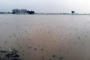 ਸਾਹੋਕੇ ‘ਚ ਡਰੇਨ ਦੇ ਪਾਣੀ ਨੇ 200 ਏਕੜ ਤੋਂ ਵੱਧ ਝੋਨਾ ਡੋਬਿਆ