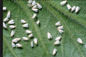 ਨਰਮੇ ਦੀ ਫਸਲ ‘ਤੇ ਚਿੱਟੀ ਮੱਖੀ ਦਾ ਹਮਲਾ