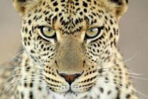 ਇਸ ਜਾਨਵਰ ਨੇ ਉਡਾਈ ਪਿੰਡ ਵਾਸੀਆਂ ਦੀ ਰਾਤਾਂ ਦੀ ਨੀਂਦ