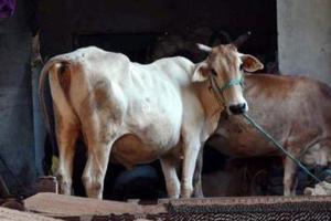 ਹਿੰਸਾ ਨਹੀਂ ਗਊ ਰੱਖਿਆ ਦਾ ਢੰਗ