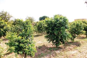 ਵਾਤਾਵਰਨ ਸੁਰੱਖਿਆ ਦਾ ਜਰੀਆ ਬਣੀਆਂ ਮਨੁੱਖੀ ਅਸਥੀਆਂ