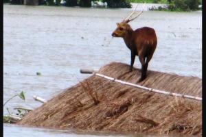 ਅਸਾਮ ‘ਚ ਭਿਆਨਕ ਹੜ੍ਹ: 44 ਮੌਤਾਂ, 24 ਜ਼ਿਲ੍ਹੇ ਪ੍ਰਭਾਵਿਤ