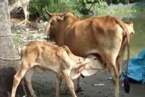 ਅਸਲ ਇਨਸਾਨੀਅਤ 