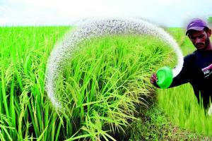 ਝੋਨੇ ਦੀ ਫ਼ਸਲ ਤੋਂ ਵਧੇਰੇ ਝਾੜ ਲਈ ਸਰਵਪੱਖੀ ਕੀਟ ਪ੍ਰਬੰਧ 