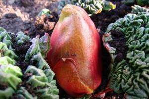 ਕੁਦਰਤ ਬਚਾਓ, ਕਰੀਅਰ ਬਣਾਓ