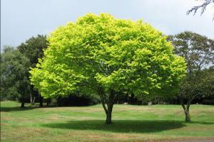 ਕਵਿਤਾਵਾਂ: ਰੁੱਖ